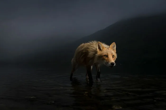 Zorro de tormenta por Jonny Armstrong (EE.UU.), mención especial en Retratos de animales