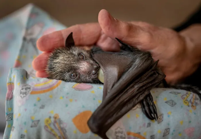 Una mano cariñosa por Douglas Gimesy (Australia), Mención especial en fotoperiodismo