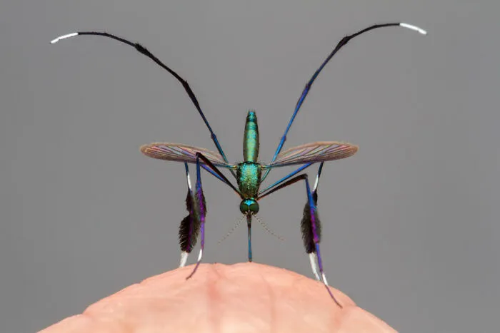 Hermoso chupasangre por Gil Wizen (Israel/Canadá), mención especial en Comportamiento: Invertebrados