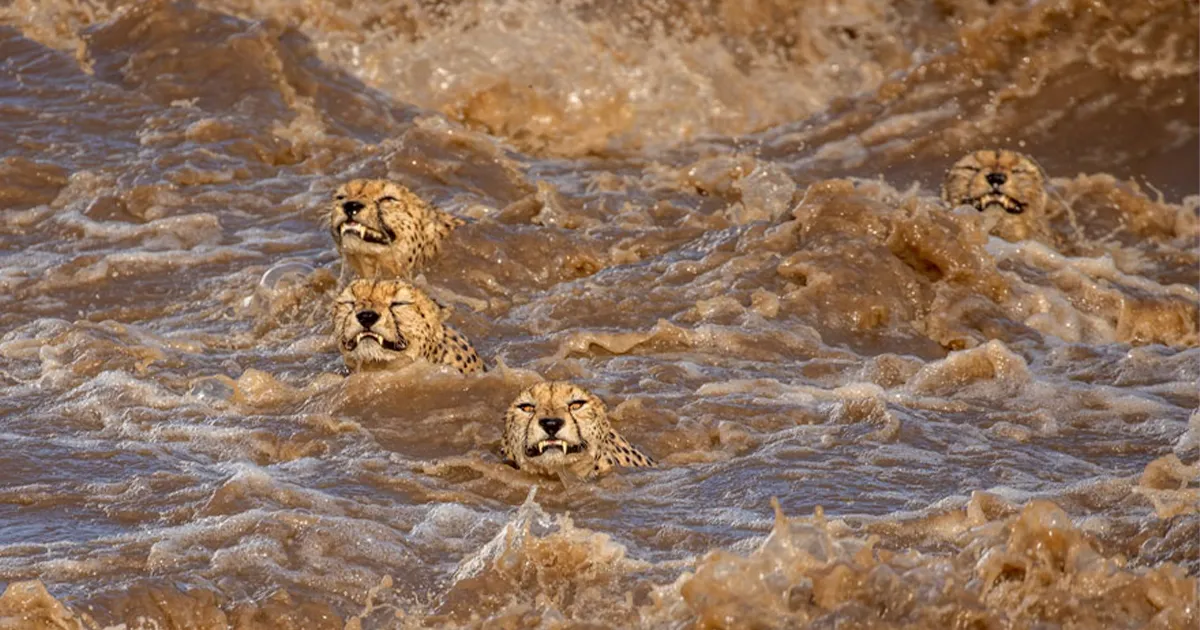 16 Impresionantes fotos del concurso Wildlife Photographer del año 2021