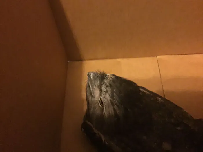 R.i.p Snappy, The Baby Tawny Frogmouth We Tried To Save From Ravens