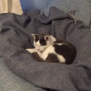BoredPandaAddict