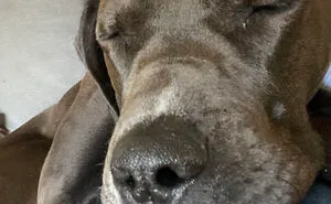 Hey Pandas, Post A Pic Of A Cute Nose (Closed)