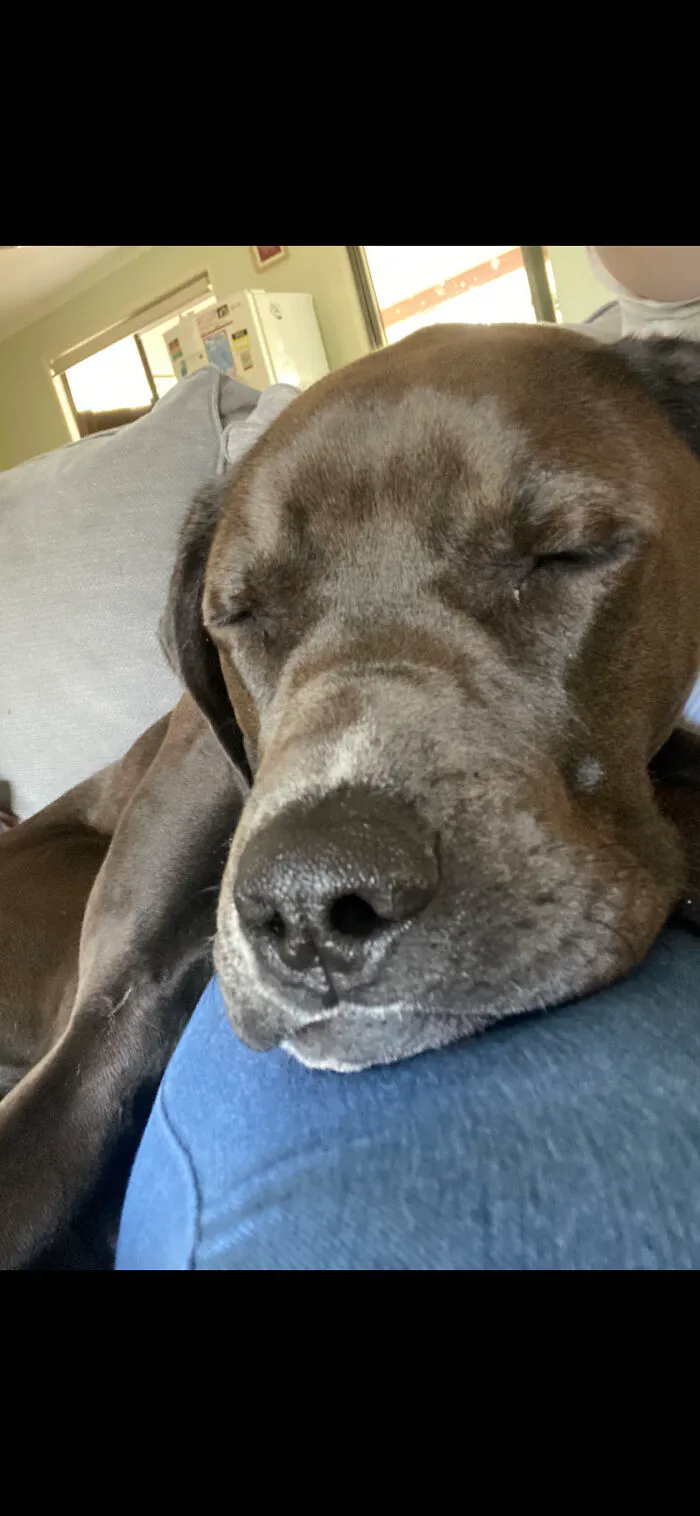 Have To Boop!