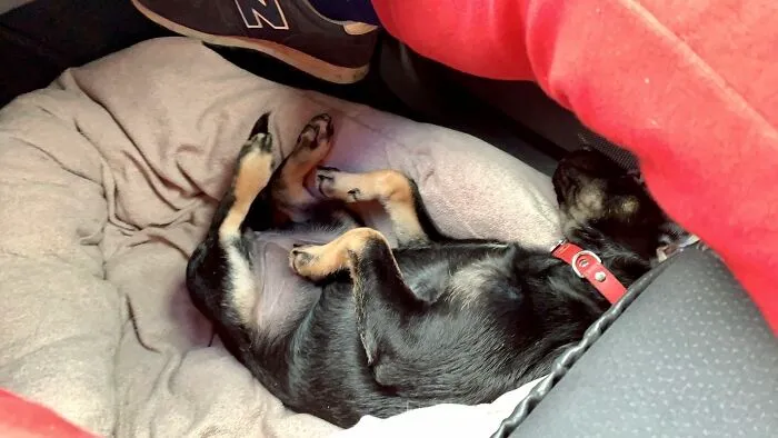 Limba And Her Sweet Dream In The First Long Trip.
