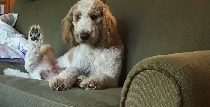 My Crazy Dog