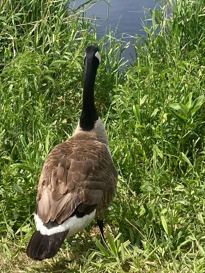 He Will Not Look At Me