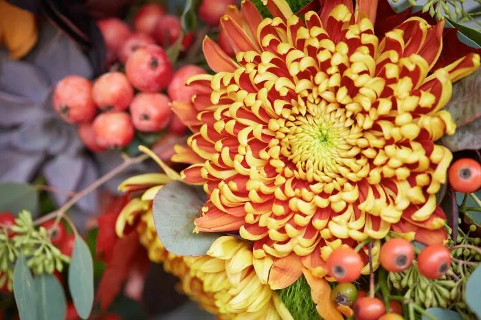 Autumn Flower
