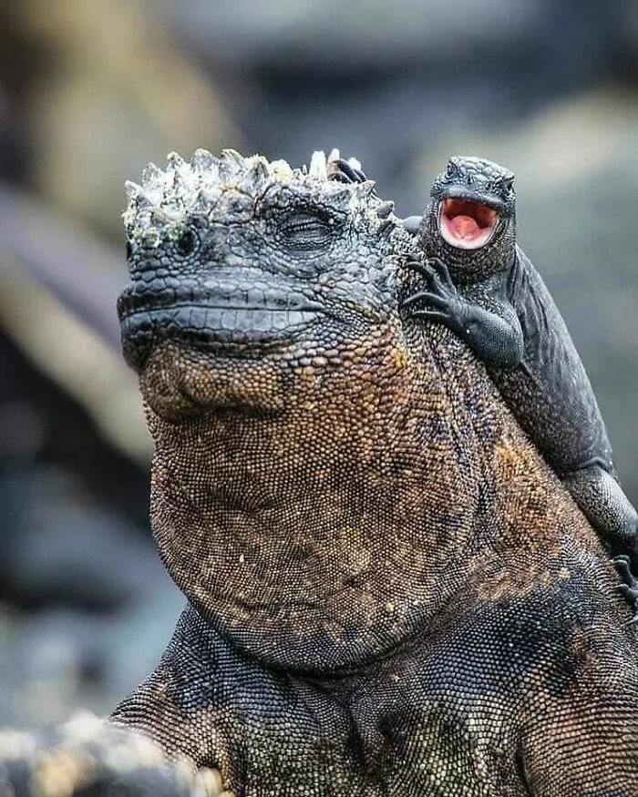 Las Iguanas Marinas Tienen Una Relación Mutua Con Los Lagartos De Lava, Ya Que Éstos Suelen Correr Sobre Ellas Para Cazar Moscas