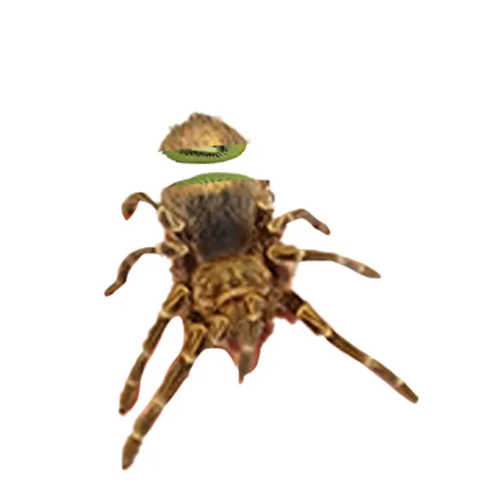Spidiwi