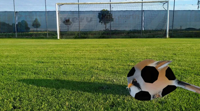 Soccer Birb