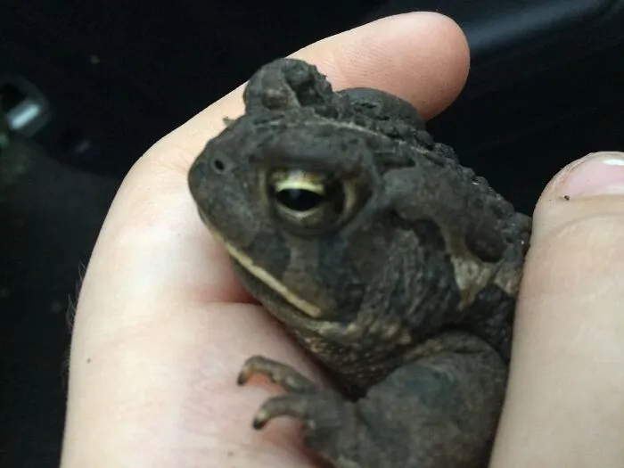 Frog