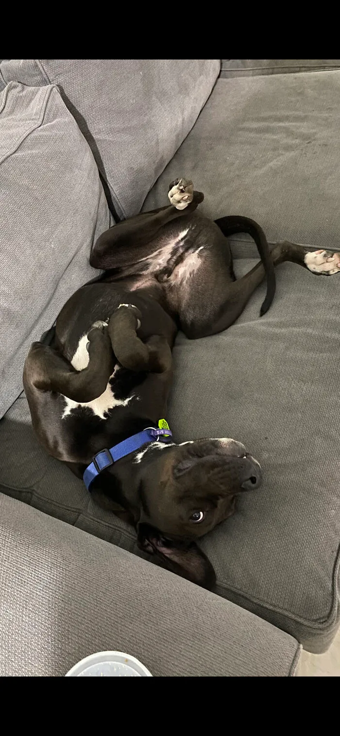 My Weirdo Rollie!