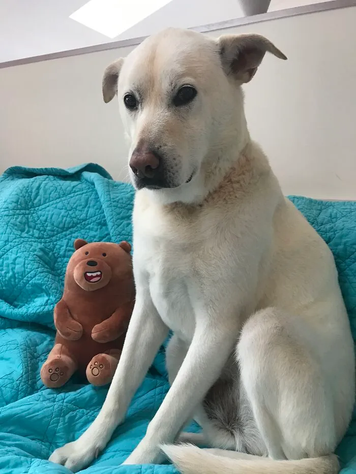 Banjo Just Had A Bath.