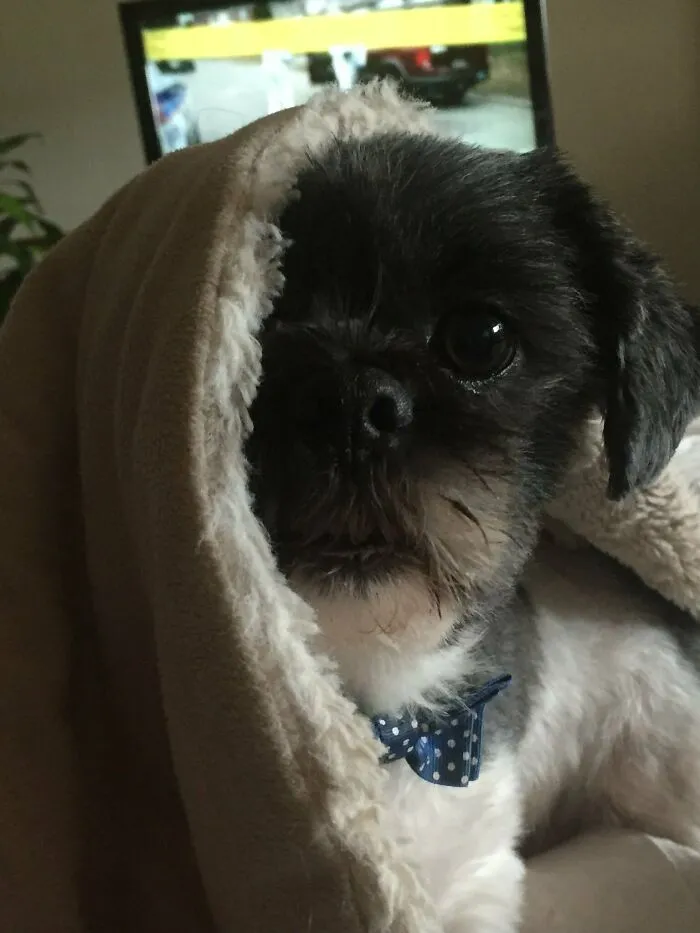 My Sweet Pupper Bambi Likes To Snuggle Under The Blanies