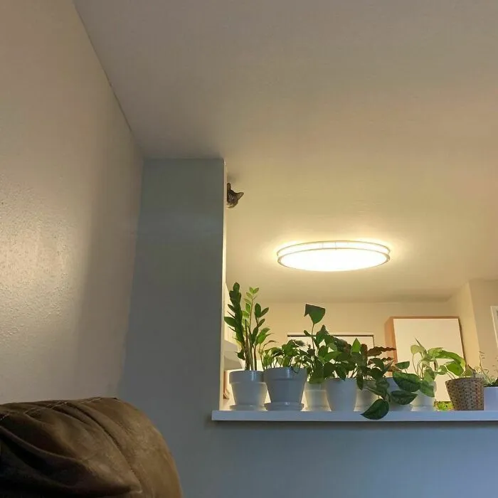 I Spy With My Little Eye