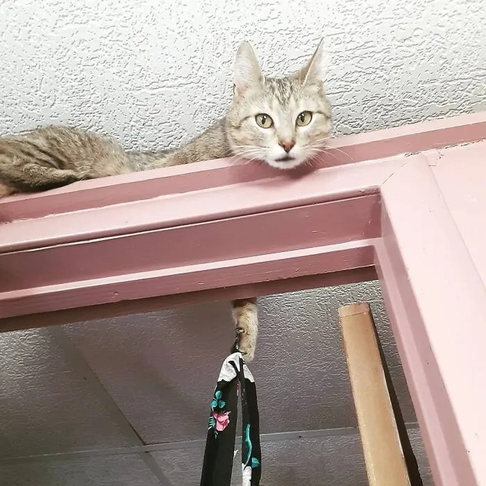 He’s Like A Cat Hanger