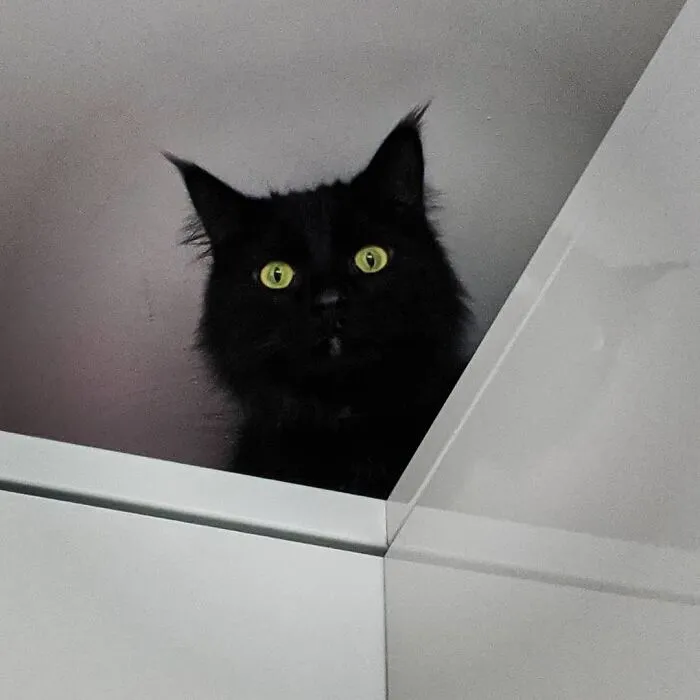 I Heard A Rustle Of The Treat Packet