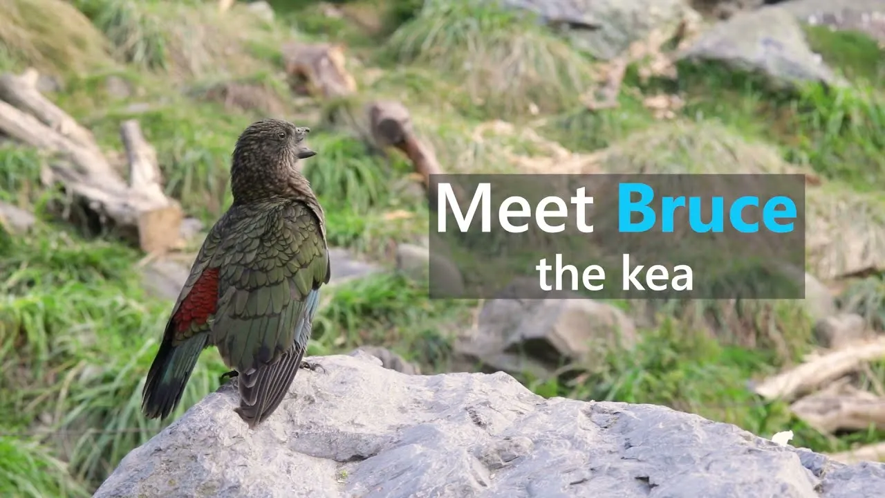 This Kea Is Missing Half His Beak, But Has Learned To Use Stones As Tools To Keep Himself Clean