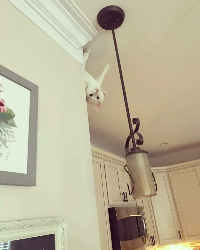 Spider Cat, Spider Cat Does Whatever A Spider Cat Does