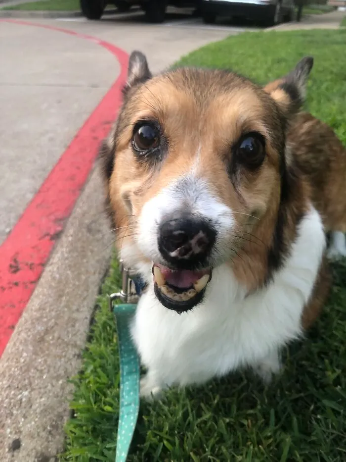 Bear Is 13 And Has An Auto Immune Disorder. We Thought We Would Lose Him At 10. Baby Boy Is Still Going Strong!