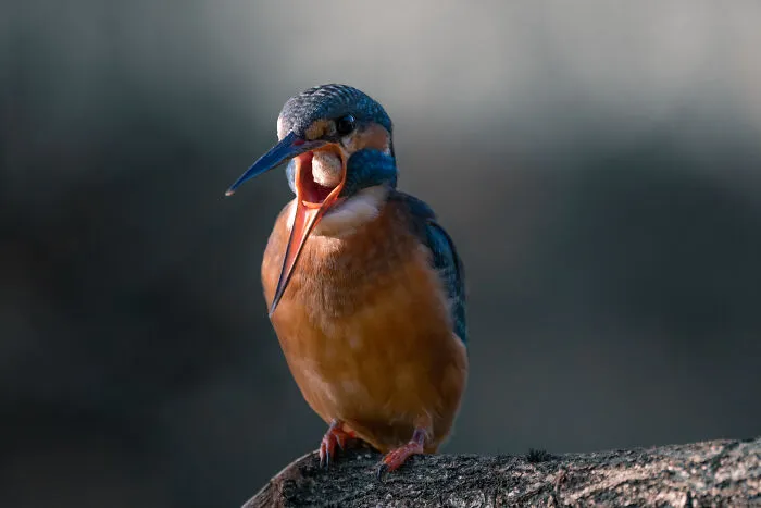I’ve Spent 5 Years Capturing Perfectly Timed Action Shots Of Animals In Nature (35 Pics)