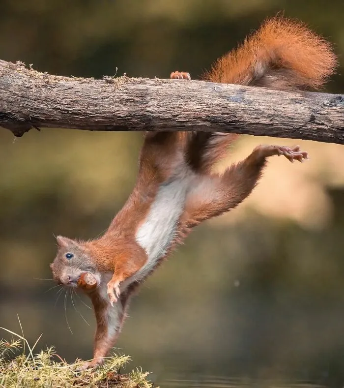 He pasado 5 años captando fotos perfectamente sincronizadas de animales en la naturaleza (35 fotos)