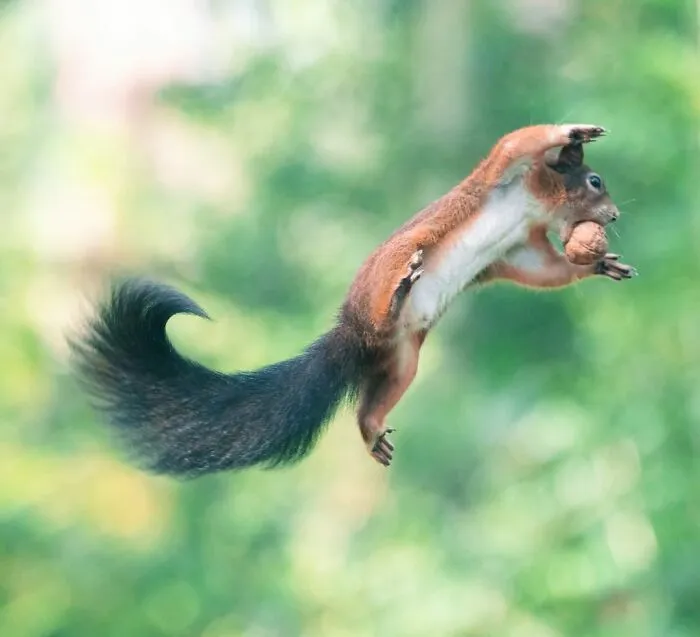 I’ve Spent 5 Years Capturing Perfectly Timed Action Shots Of Animals In Nature (35 Pics)