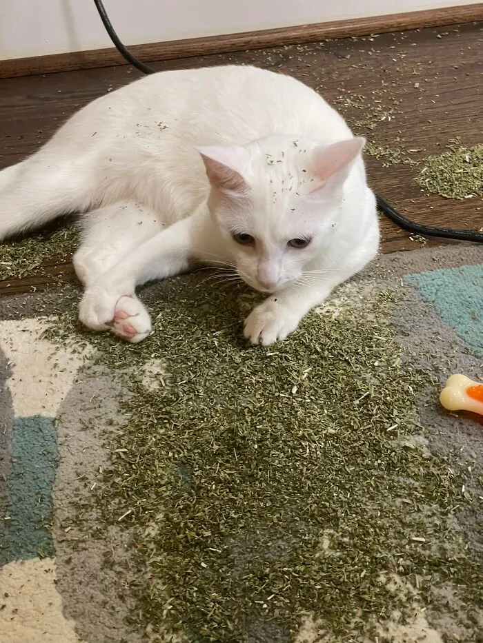 Kitty Scarface