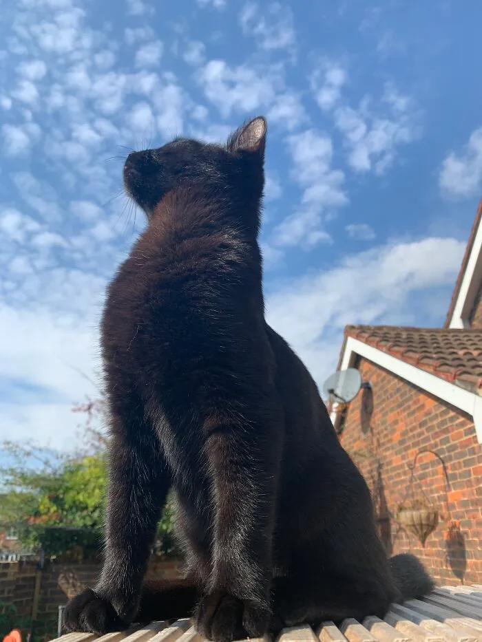 Took This Photo Of My 5 Month Old Kitten Looking Regal. Titled It ‘Everything The Light Touches Is My Kingdom.