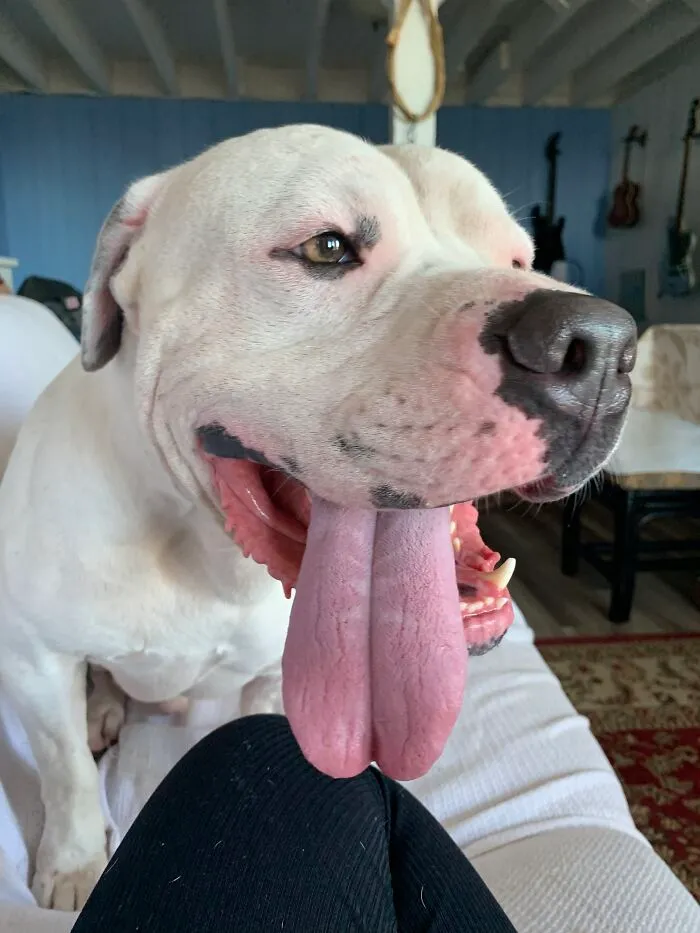Falcor Rocking Out Tongue Out
