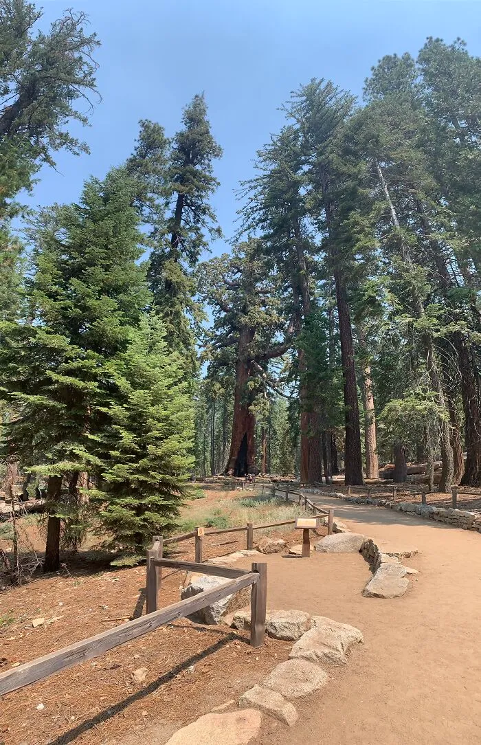 Yosemite National Park, California. This Is The Giant Sequoia Tree Called Grizzly Giant, It’s A Couple Hundred Feet Tall And 35 Feet Wide At The Base. The Picture Doesn’t Do It Justice, I Was Trying To Do A Panorama Upwards To Get It All.