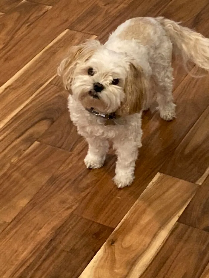 Why You No Give Me Treat Hooman