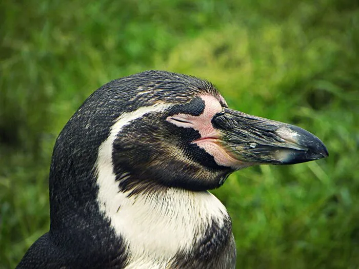 Peaceful Penguin