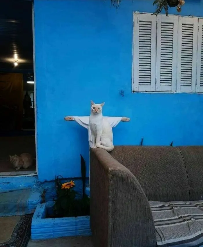 50 Animal Pics That Just Don't Make Any Sense, As Shared On This Instagram Account
