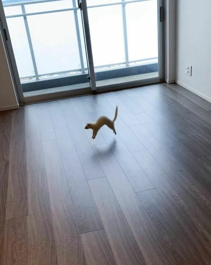 50 Animal Pics That Just Don't Make Any Sense, As Shared On This Instagram Account