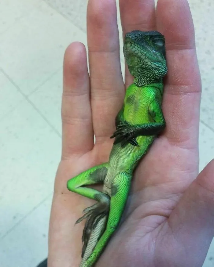 50 Fotos de animales que no tienen ningún sentido, compartidas en esta cuenta de Instagram