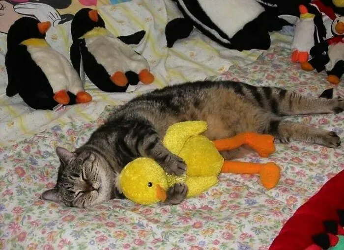 50 Animal Pics That Just Don't Make Any Sense, As Shared On This Instagram Account