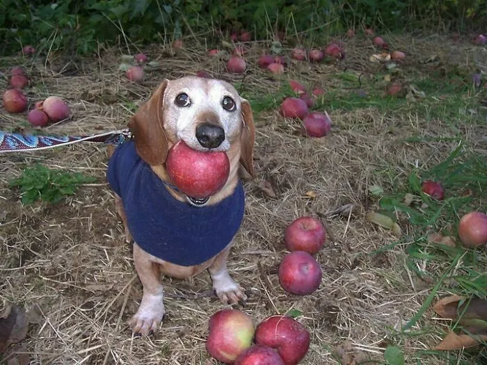 50 Animal Pics That Just Don't Make Any Sense, As Shared On This Instagram Account