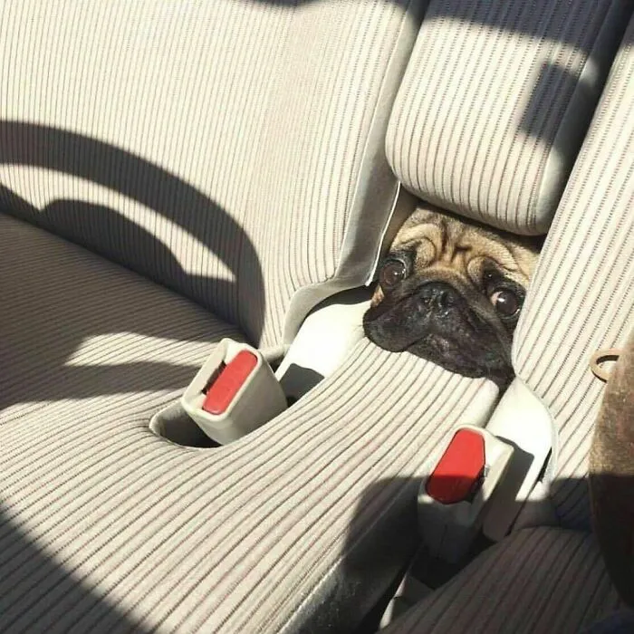 50 Animal Pics That Just Don't Make Any Sense, As Shared On This Instagram Account