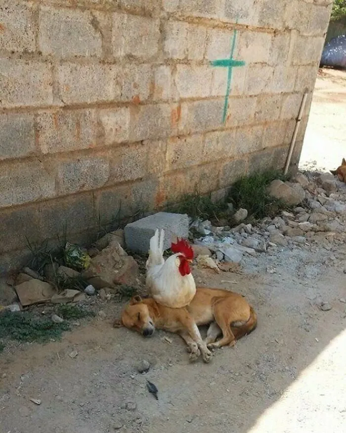50 Animal Pics That Just Don't Make Any Sense, As Shared On This Instagram Account