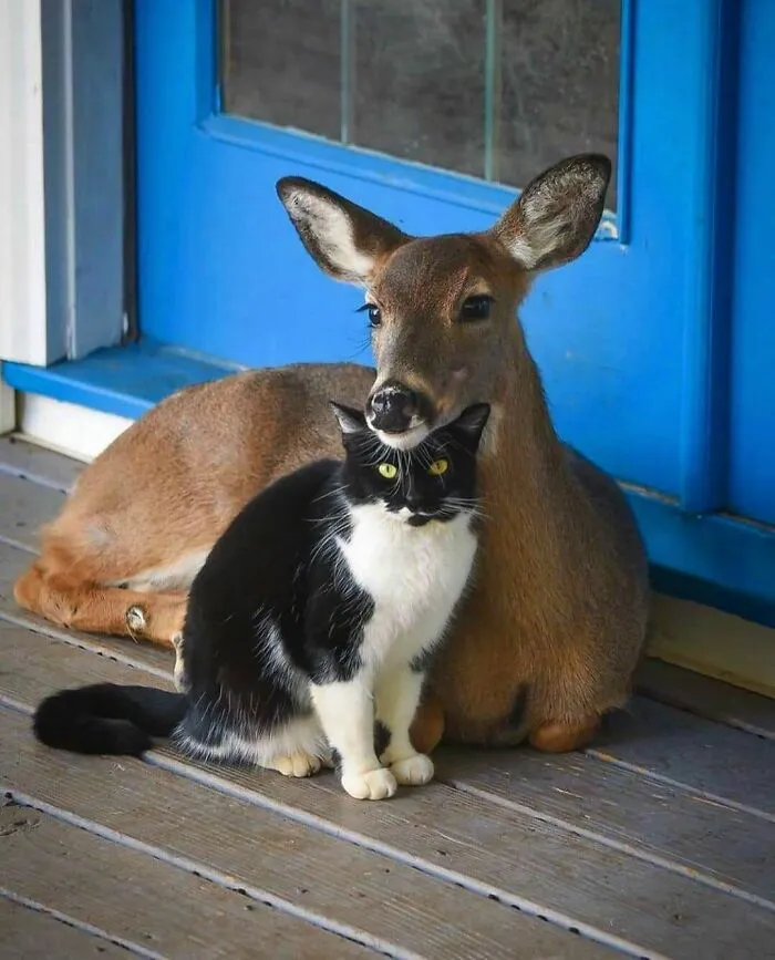 50 Fotos de animales que no tienen ningún sentido, compartidas en esta cuenta de Instagram