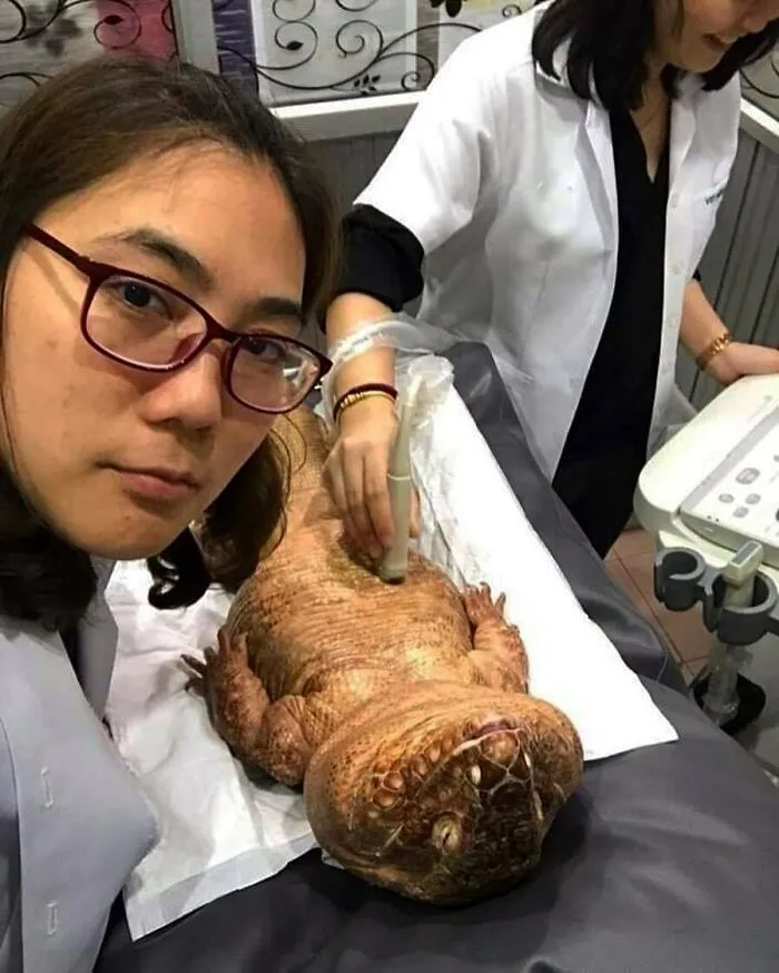 50 Fotos de animales que no tienen ningún sentido, compartidas en esta cuenta de Instagram