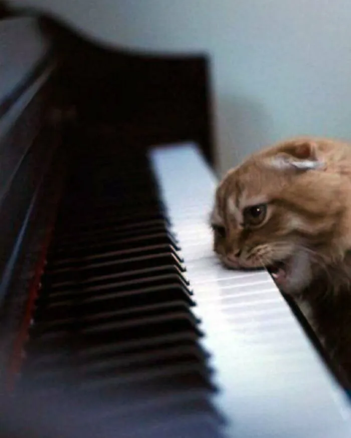 50 Animal Pics That Just Don't Make Any Sense, As Shared On This Instagram Account
