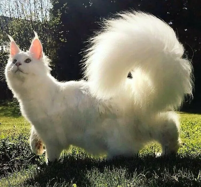50 Animal Pics That Just Don't Make Any Sense, As Shared On This Instagram Account