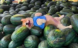 50 Animal Pics That Just Don't Make Any Sense, As Shared On This Instagram Account