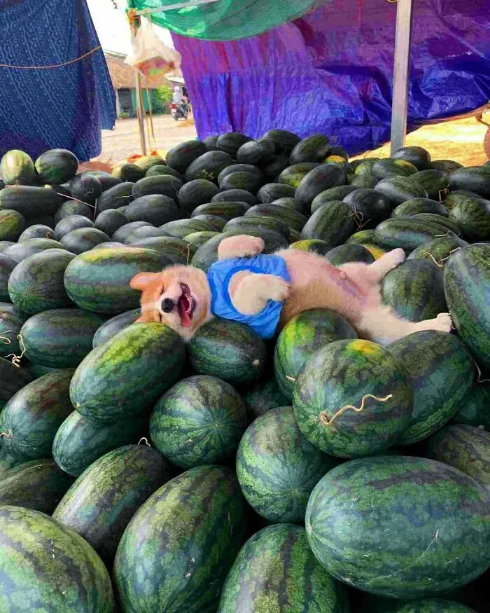 50 Fotos de animales que no tienen ningún sentido, compartidas en esta cuenta de Instagram