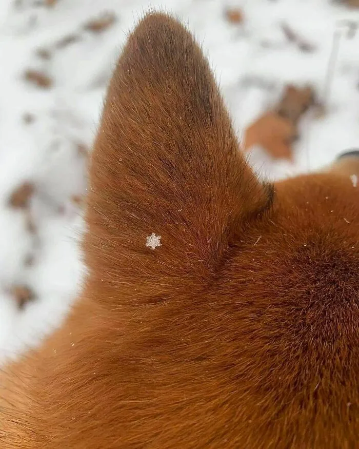 50 Fotos de animales que no tienen ningún sentido, compartidas en esta cuenta de Instagram