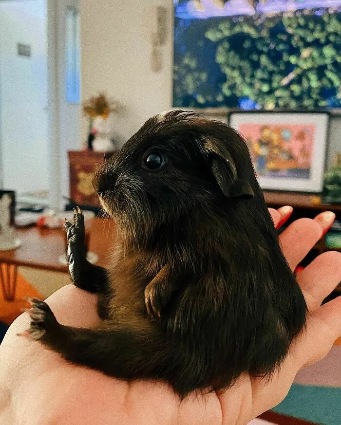 50 Animal Pics That Just Don't Make Any Sense, As Shared On This Instagram Account