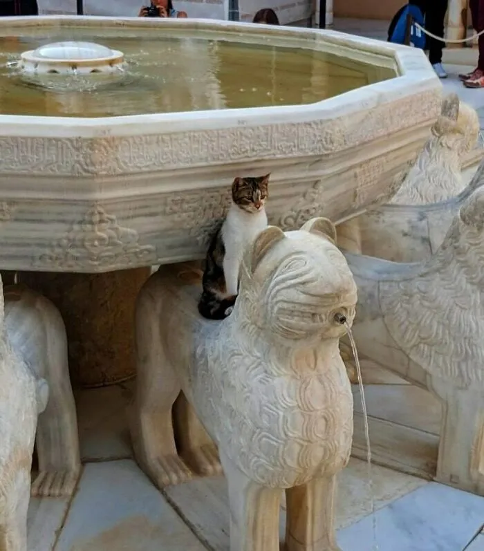 50 Animal Pics That Just Don't Make Any Sense, As Shared On This Instagram Account